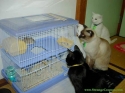 ala su ove mace gladne koda 3 dana nisu nista jeli ala su ove mace gladne koda 3 dana nisu nista jeli