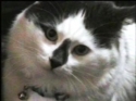 bb