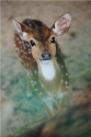 Bambi