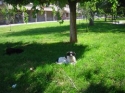 slika  photo nedjo