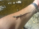 Geko Tattoo