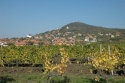 Vršački breg
