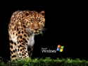 MW Jaguar