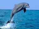 delfin