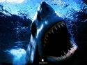 shark