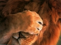 big cat