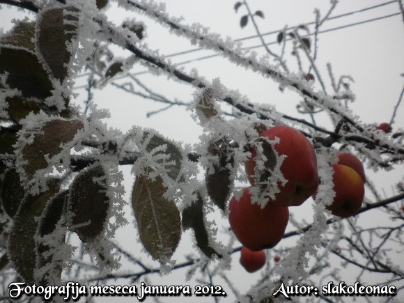 Fotografija meseca januara 2012. godine