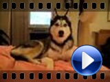 Husky Dog Talking - " I love you "