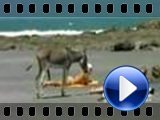 Funny! Horny donkey have an erection on the beach...